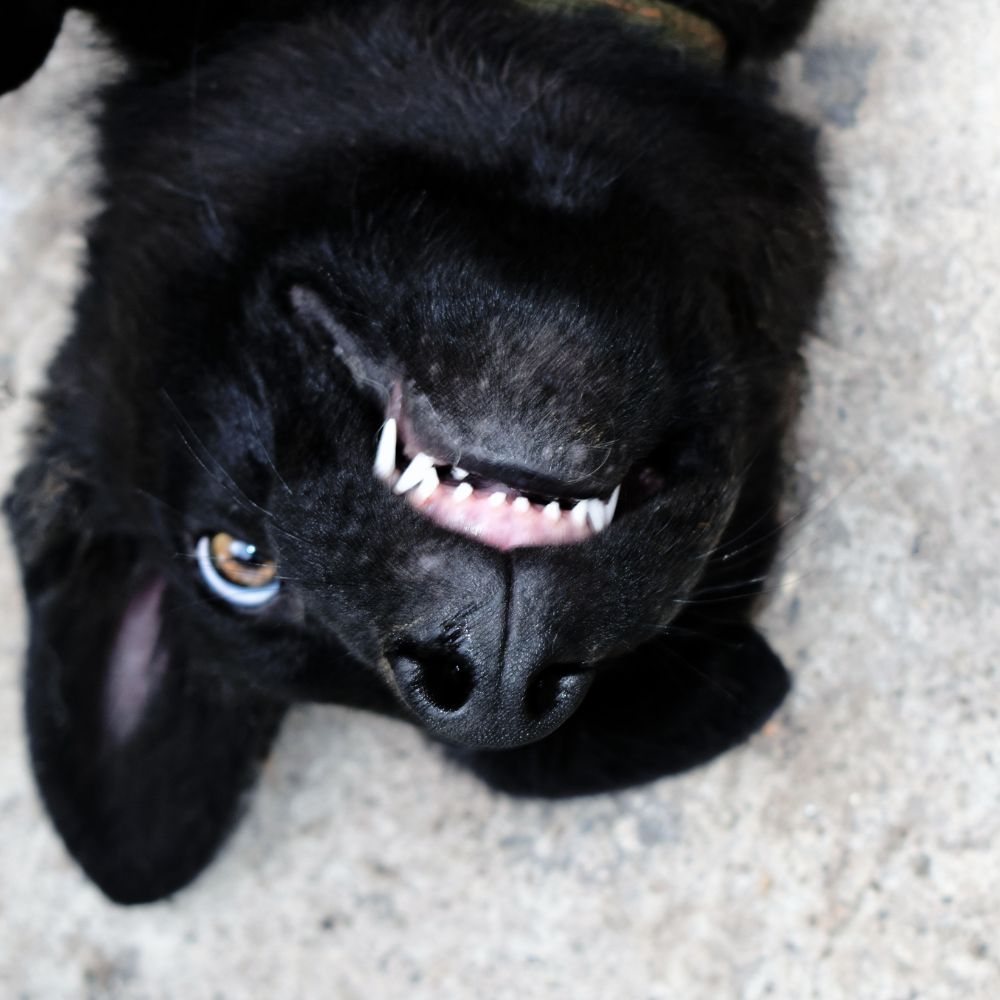 http://www.bonzadogtreats.com.au/cdn/shop/articles/Dog_grinning_showing_teeth_lying_upside_down.jpg?v=1676265733