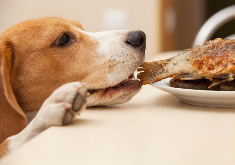 Can Dogs Eat Fish?