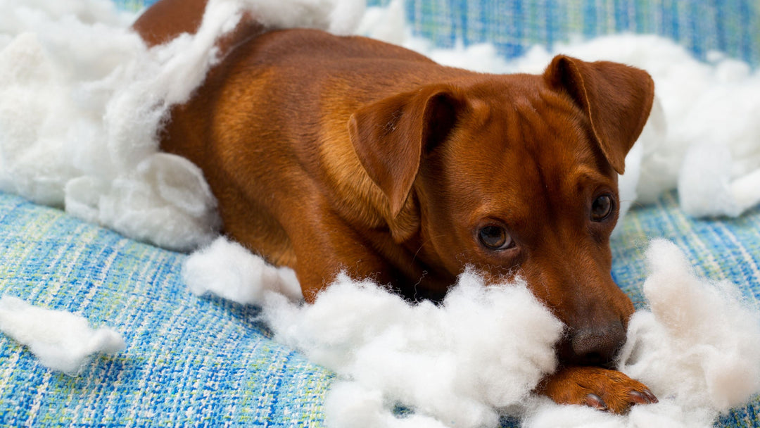 destructive puppy on blue lounge with cushion stuffing