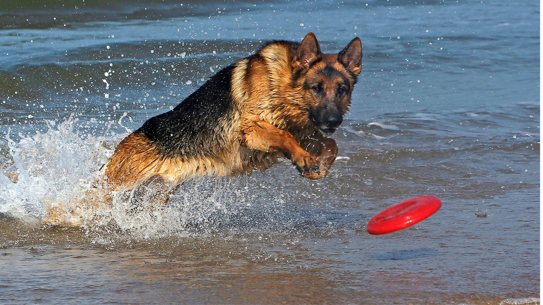 dog in water with frisbee