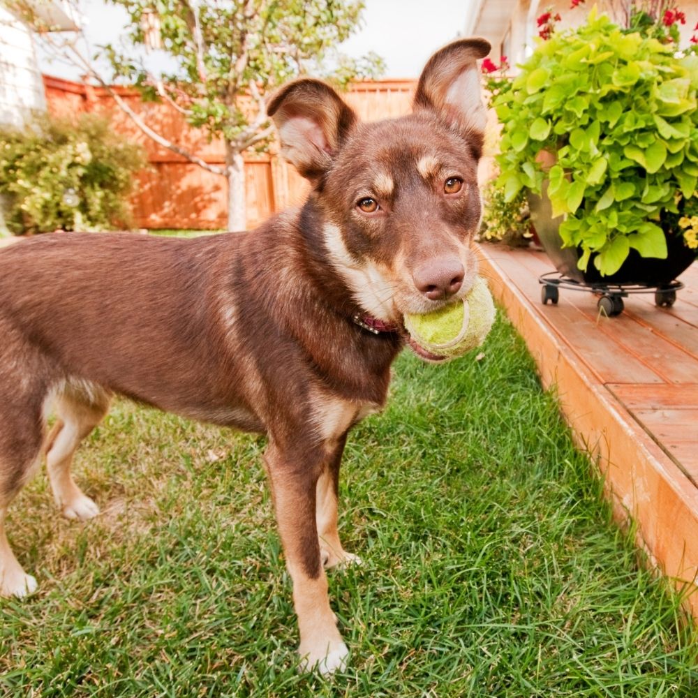 Dog with ball in safe back yard