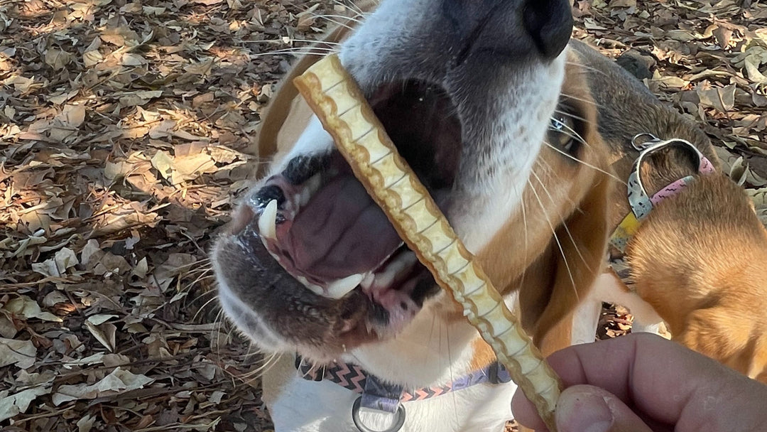 beagle with shark cartilage low fat treat