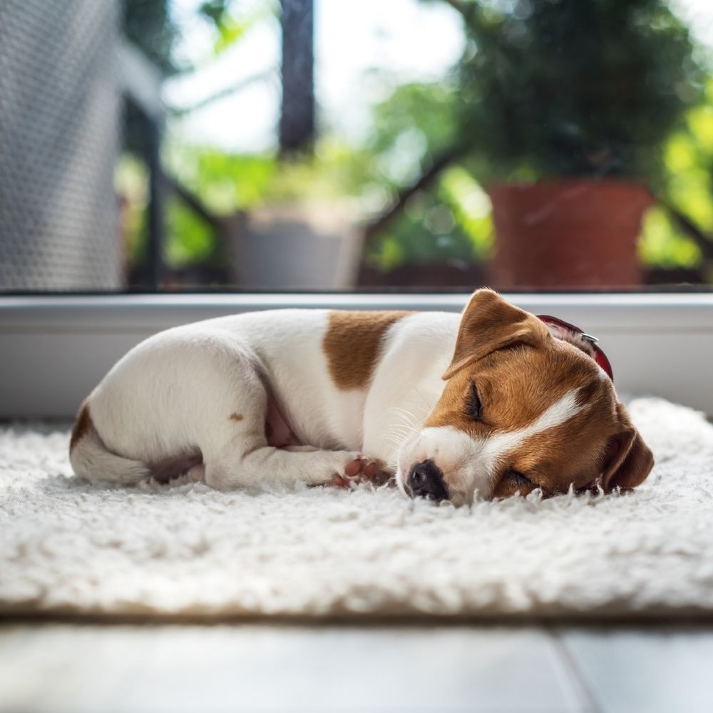 puppy sleeping Bonza Dog Treats