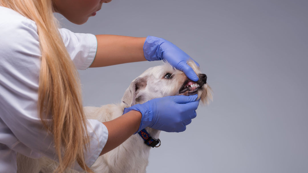 Dogs mouth being inspected by vet