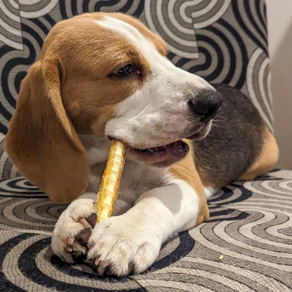 Beagle puppy eating piece of shark cartilage on monochrome chair