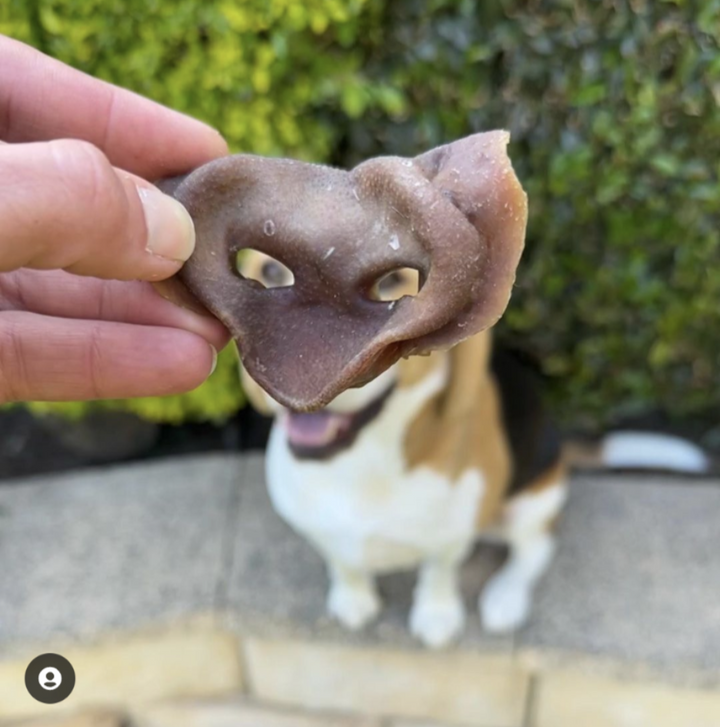 Bernie the beagle with a pig snout in front of his face