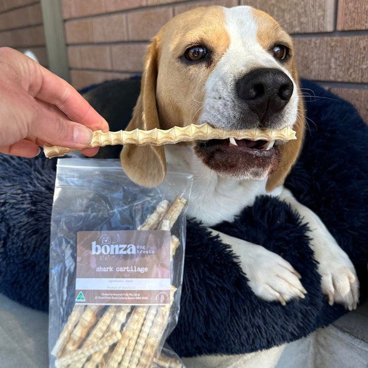 Bernie Beagle with a piece of shark cartilage