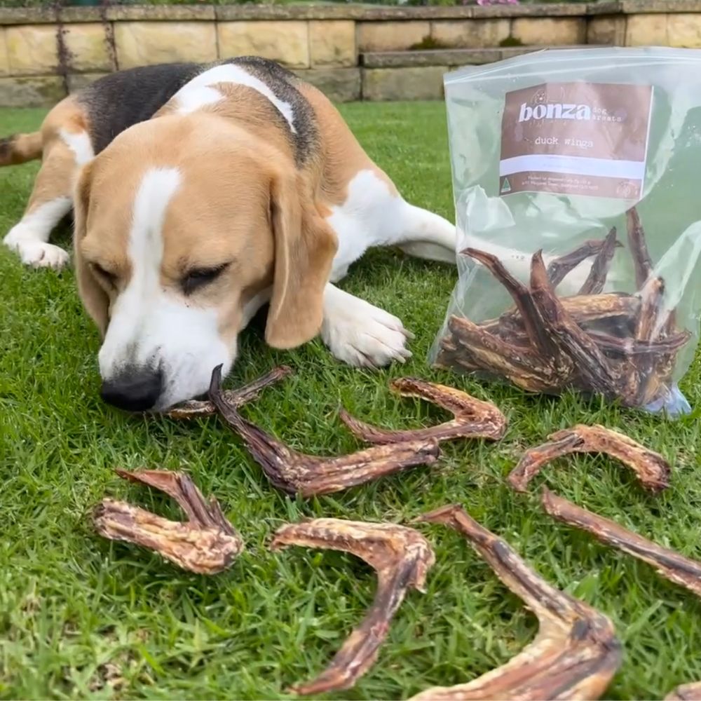 Beglae with pack of duck wings on grass Bonza Dog Treats