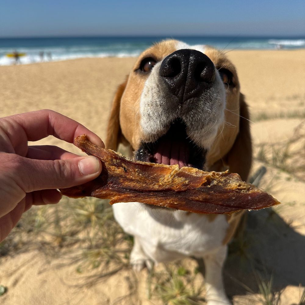 Bernie Beagle at the beach about to eat shark fillet dog treats
