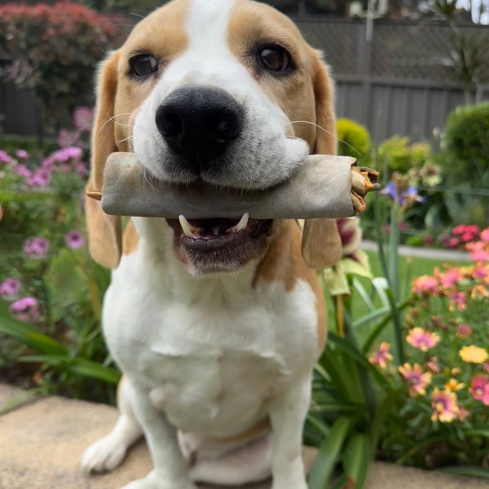 Beagle enjoying shark skin roll Bonza Dog Treats