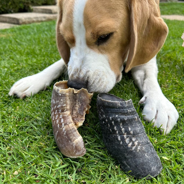 Bernie Beagle with cow hooves dog treat