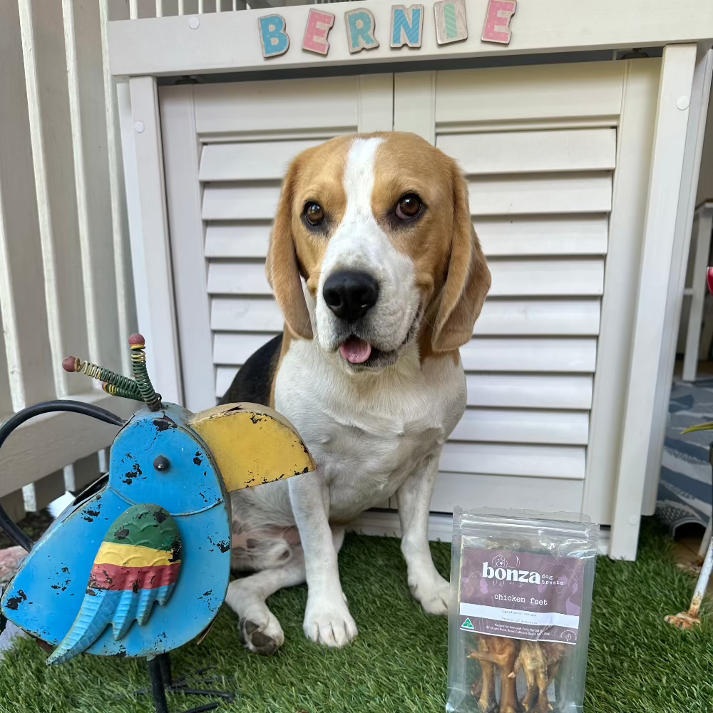 Bernie in front of his kennel with a bag of chicken feet