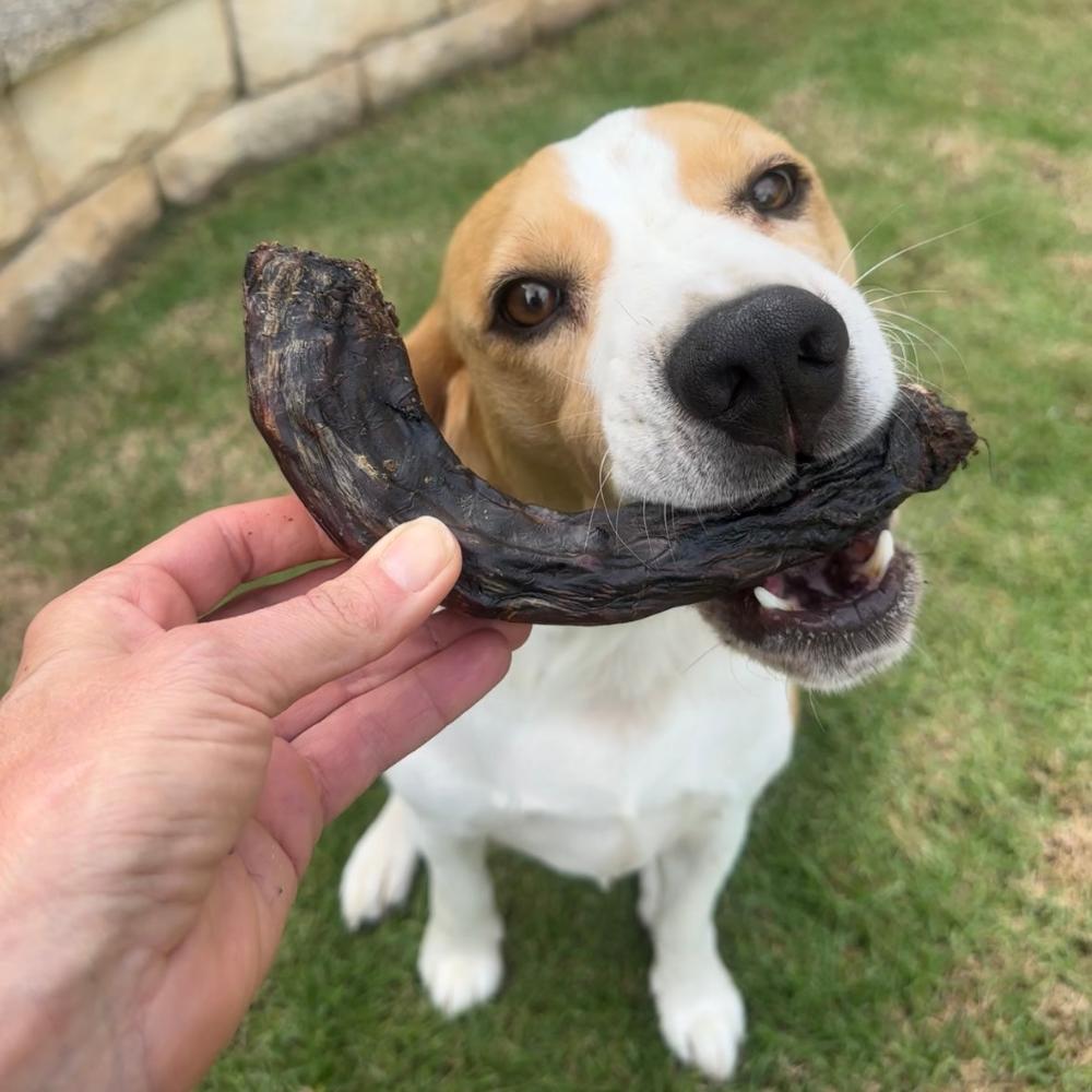 Bernie beagle with an emu neck in his mouth Bonza Dog Treats