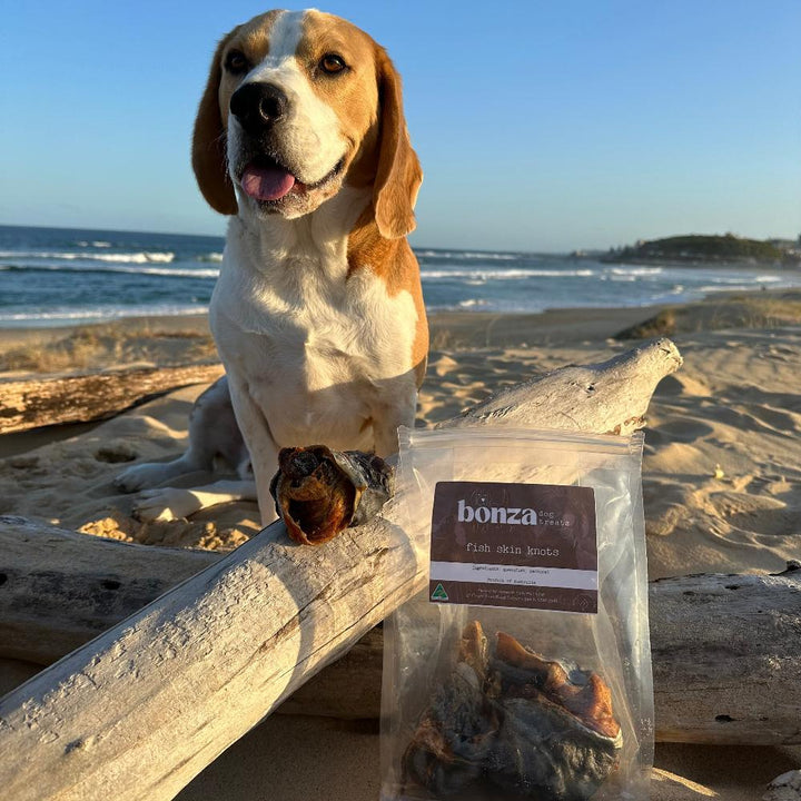 Bernie beagle at the beach with a bag of fish skin knots