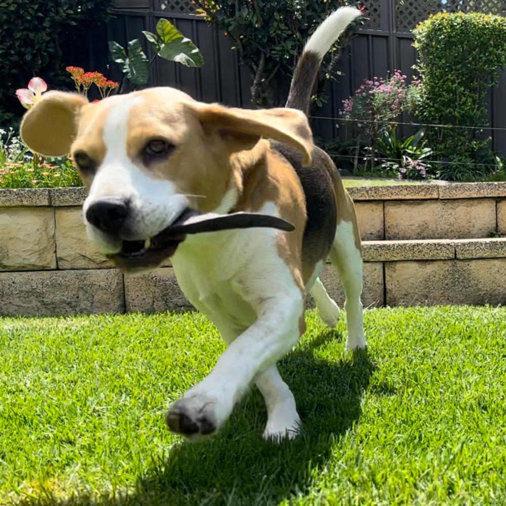 Begle with goat horn in the garden Bonza Dog Treats