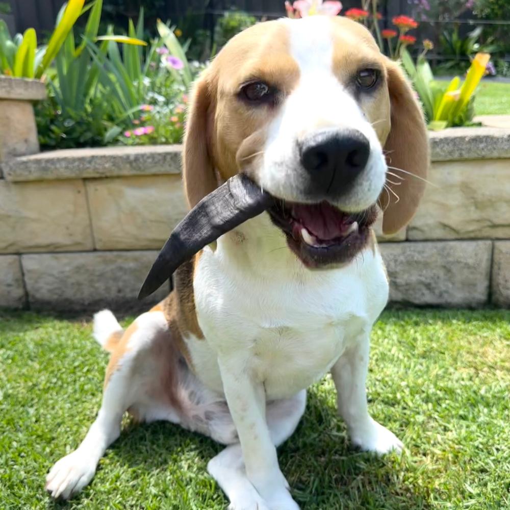 Bernie Beagle in the garden with a goat horn Bonza Dog Treats