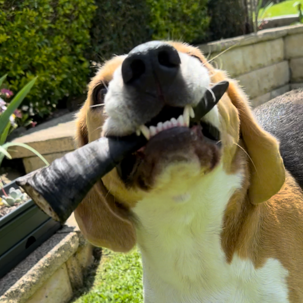 Bernie with a goat horn in hs mouth showing teeth -part of chewers delight variety pack