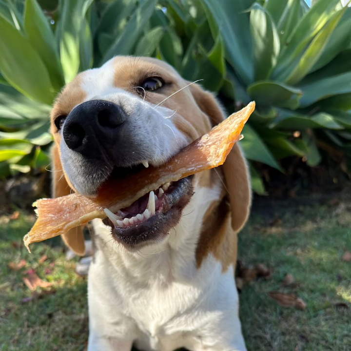 Bernie Beagle with a piece of paddywack in his mouth