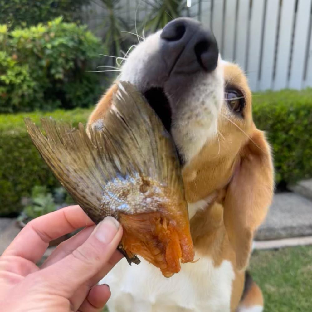 Bernie beagle about to eat a piece of salmon tail Bonza Dog Treats