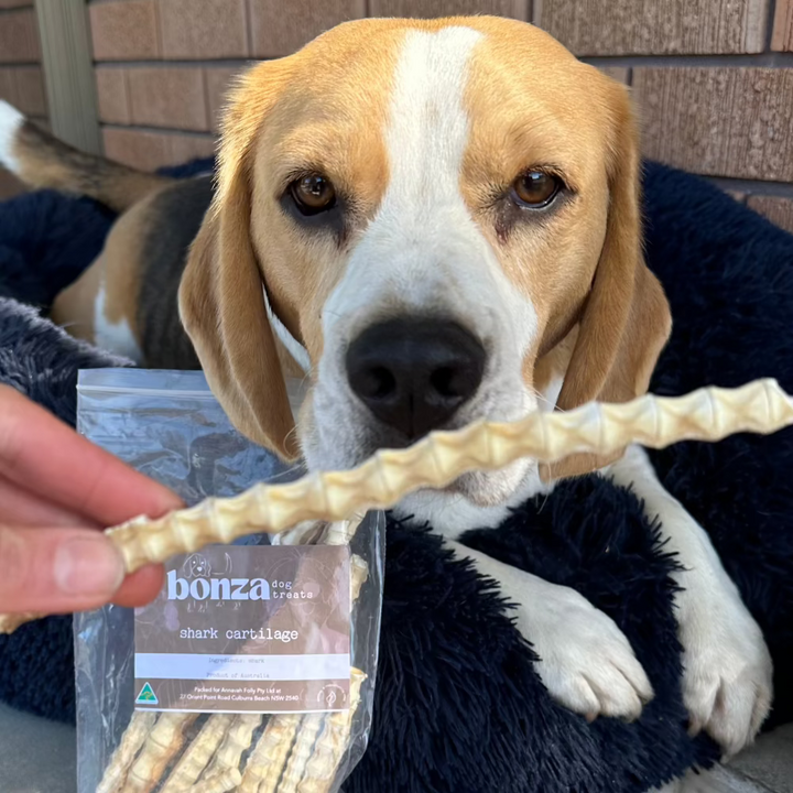 Bernie beagle sniffing a piece of shark cartilage 