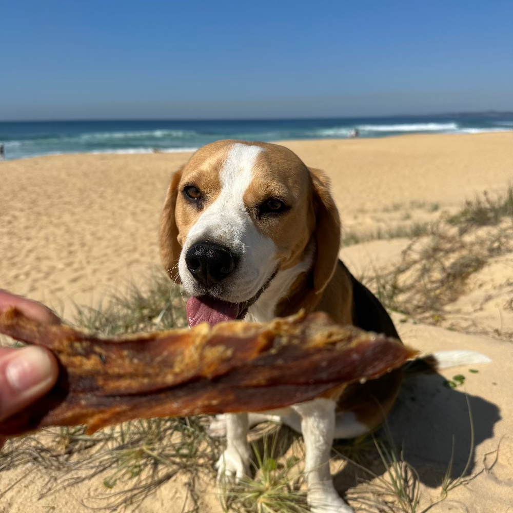 Bernie beagle at the beach being shown a piece of shark fillet Bonza Dog Treats