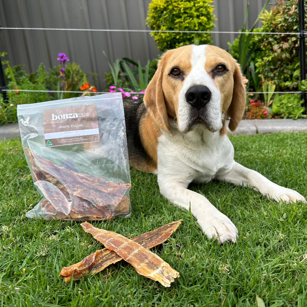 Bernie beagle in a garden with a bag of shark fillet Bonza Dog Treats