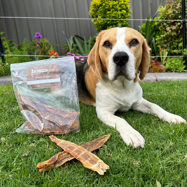 Bernie beagle in a garden with a bag of shark fillet Bonza Dog Treats