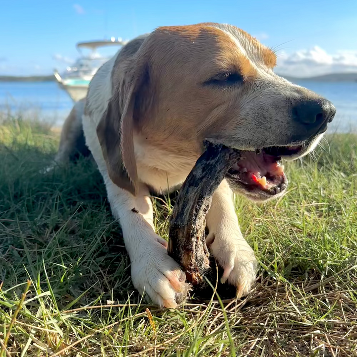 Bernie beagle enjoying a turkey neck beside the river Bonza Dog Treats