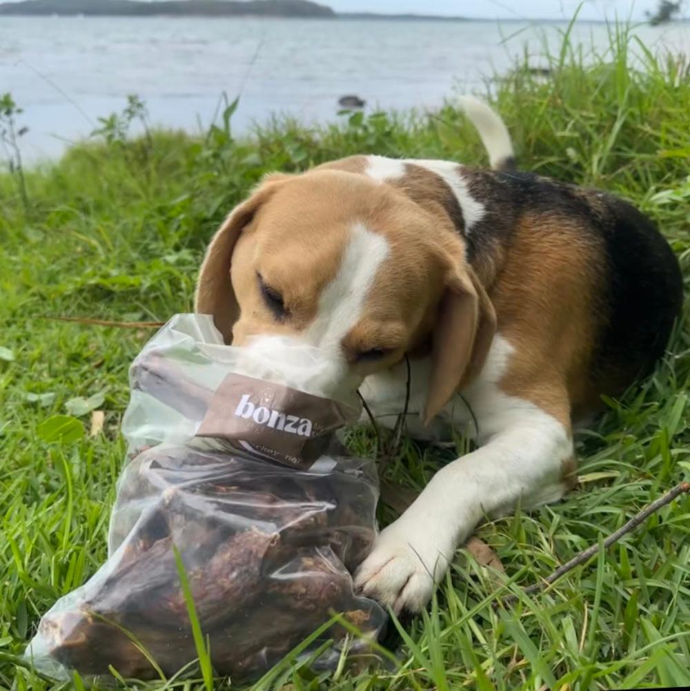 Bernie Beagle by the river with his snouit in a bag of turkey necks Bonza Dog Treats