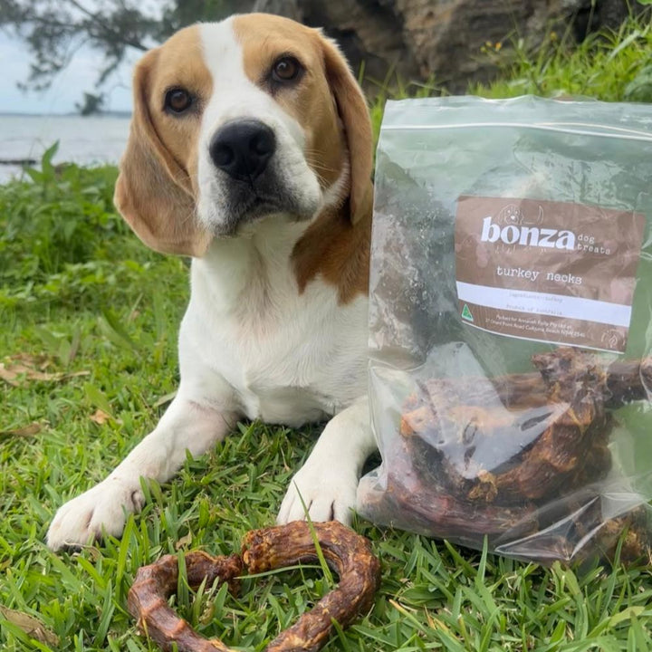 Bernie Beagle looking quizzical with  a bag of turkey necks beside him and 2 in front making a heart shape