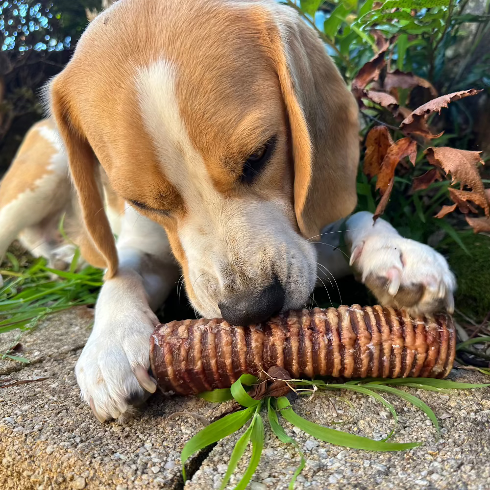 Beagle on wall with beef trachea moo tube