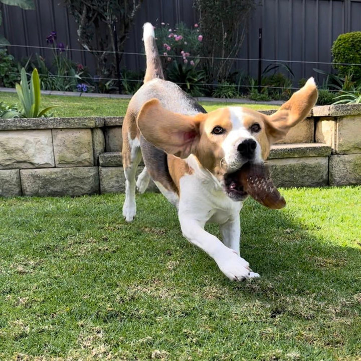 Bernie beagle in the back yard with a cow hoof Bonza Dog Treats