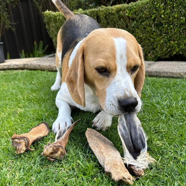 Bernie beagle with goat ears on the grass Bonza Dog Treats