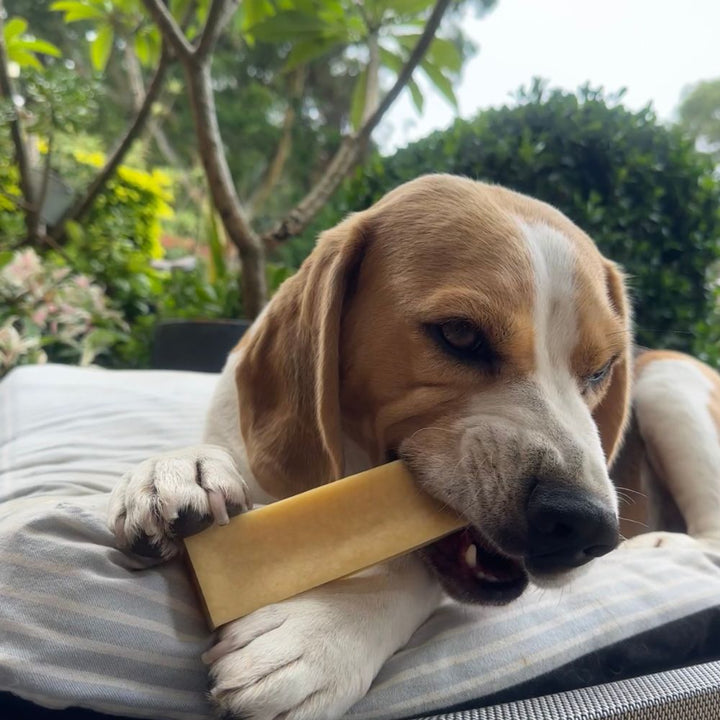 Bernie the beagle with a Himalayan dog chew