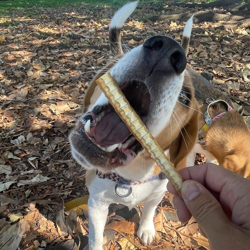 Char the beagle with a piece of shark cartilage on autumn day