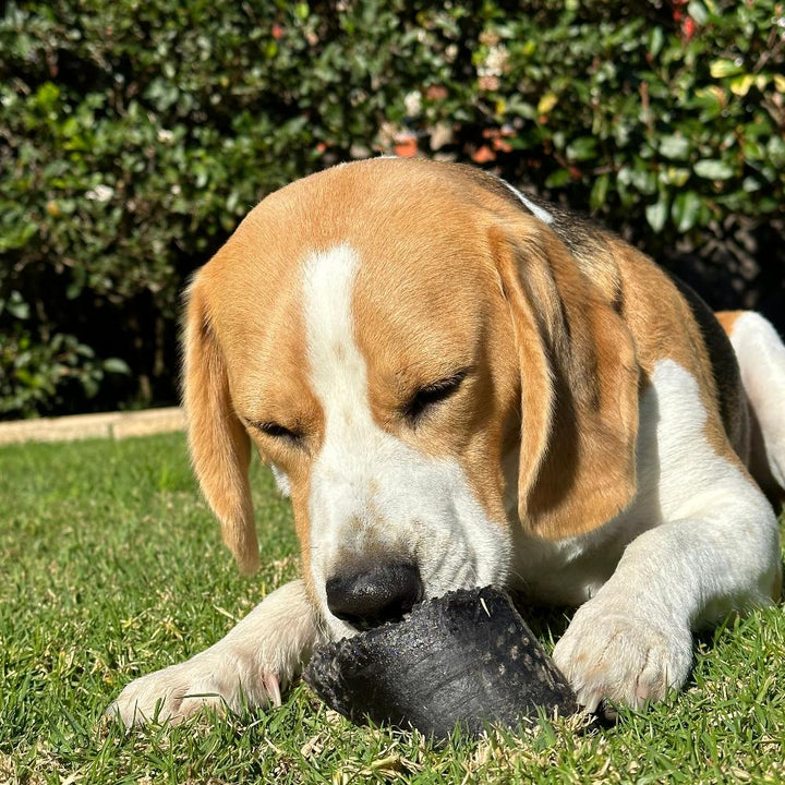 beagle with cow hoof beef toe nail Bonza Dog Treats