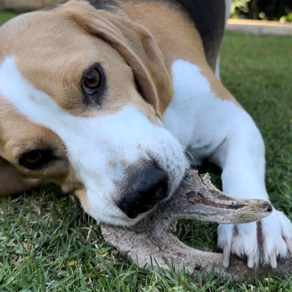 beagle playfully chewing on deer antler with velvet Bonza Dog Treats