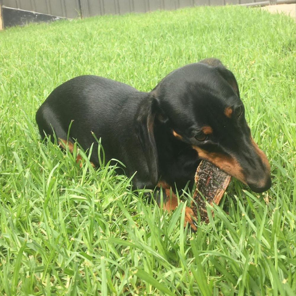 Dachshund eating kangaroo jerky Bonza Dog Treats