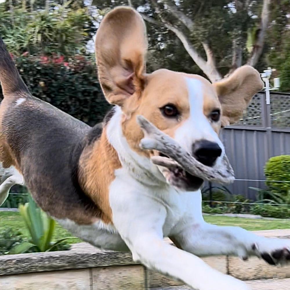 beagle leaping with a piece of deer antler with velvet in his mouth