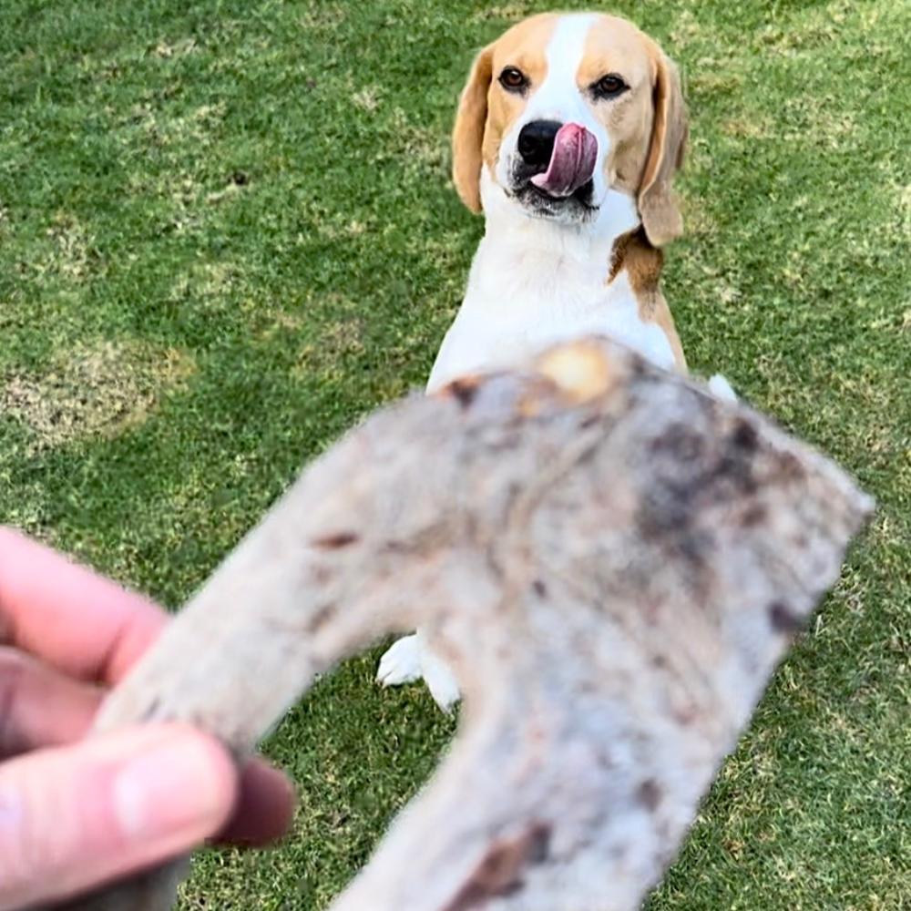 Beagle licking lips looking at piece of deer antler with velvet Bonza DOg Treats