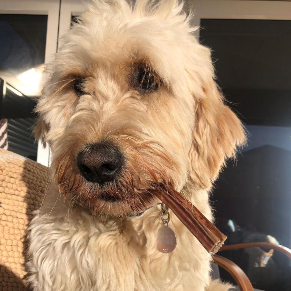 Groodle with bully stick from Bonza Dog Treats