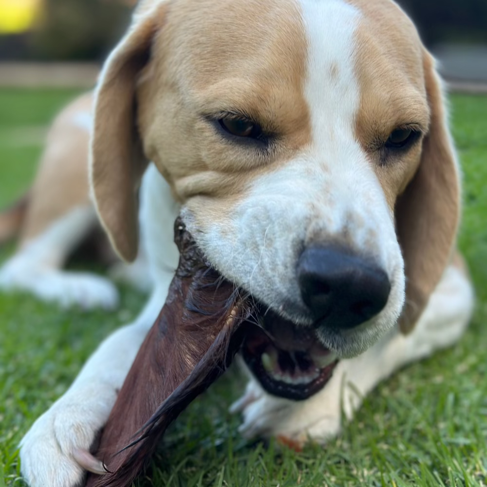 beagle eating hairy beef ear Bonza Dog Treats