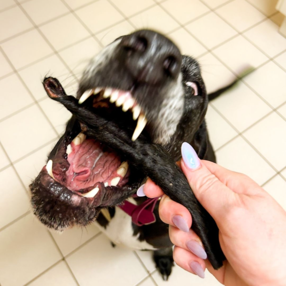 dog about to bite a hairy beef scroll Bonza Dog Treats