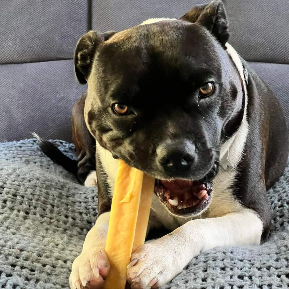 Hank the Stafford lying on a blanket enjoying a Himalayan dog chew