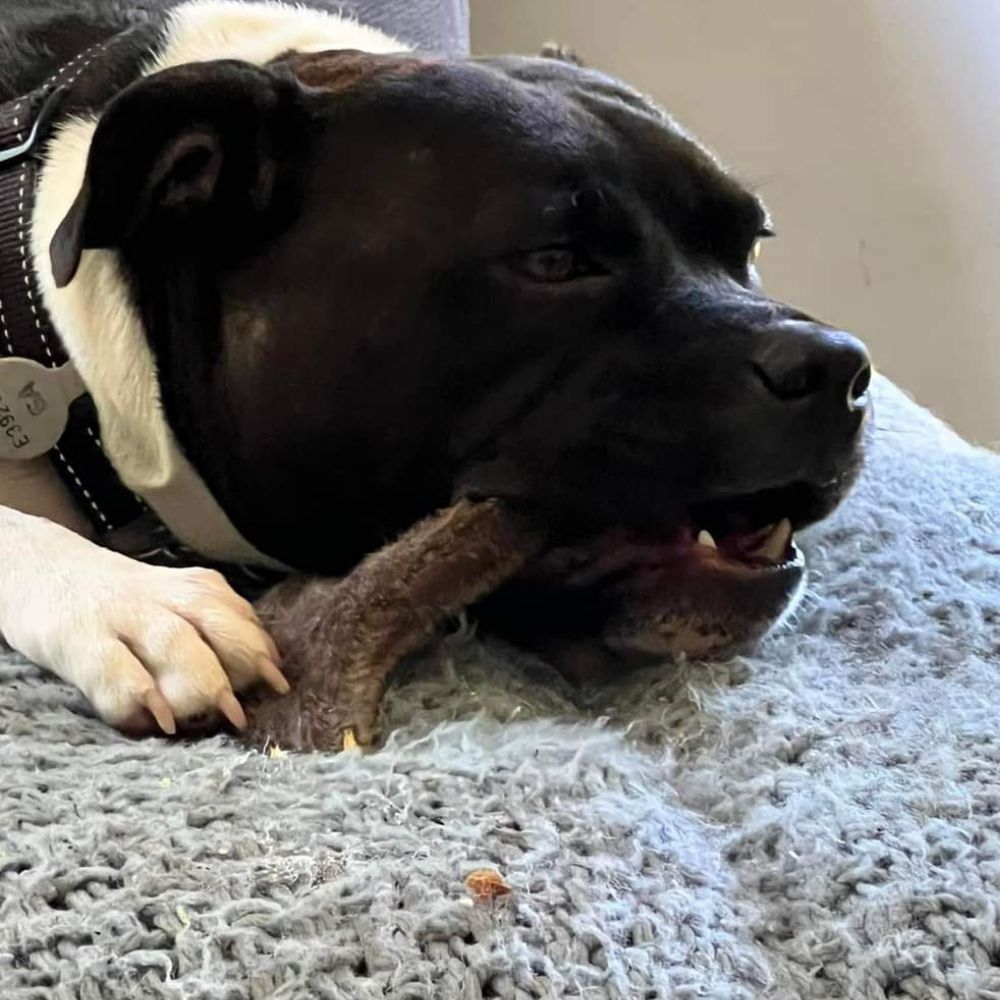 Hank the Stafford on a blanket enjoying deer antler with velvet from Bonza Dog Treats