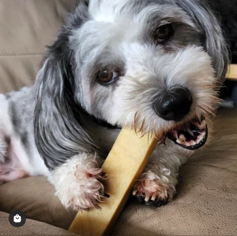 Oak the Havanese with a Himalayan dog chew