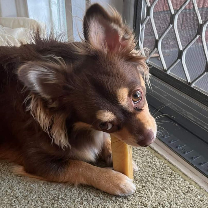 Joey the chunhui dog lying on carpet by door eating himalayan dog chew