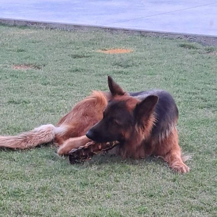 Long haired German SHepherd lying on grass eating emu lumbar from Bonza Dog Treats