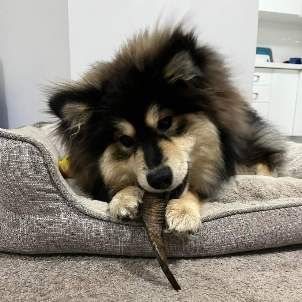 Nota Finnish Lapphund Puppy with goat horn