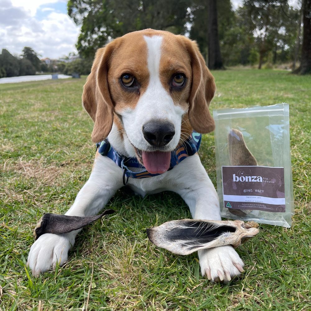 BEAGLE WITH GOAT EARS ON HIS PAWS AND PACKET  BONZA DOG TREATS